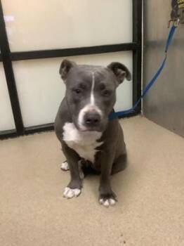 Pit Bull Terrier and Mixed Breed Dogs Available for Adoption - April | PetCurious