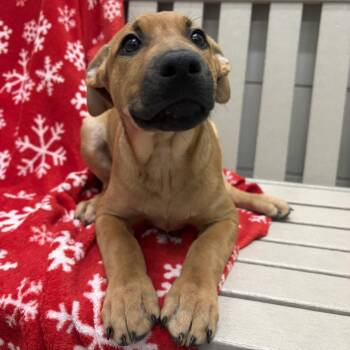 Black Labrador Retriever and Boxer Dogs Available for Adoption in Beaumont, Texas - Miss Forcible | PetCurious