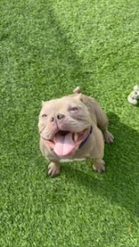Rescue English Bulldog Dogs for Adoption in Mesa, Arizona - Jewelz | PetCurious