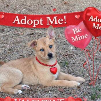 Shiba Inu Dogs Available for Adoption - Crystal | PetCurious