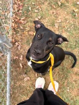 Hubba Bubba -  Labrador Retriever Dog for Adoption in Fayetteville, Arkansas - Hubba Bubba | PetCurious