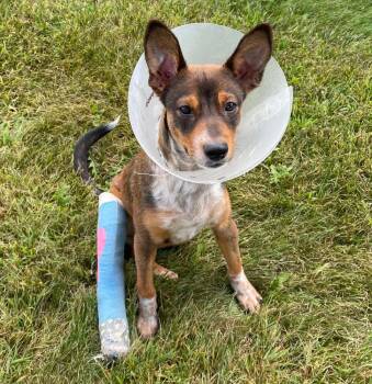 Jake - Available Soon -  Rat Terrier and Chihuahua Dog for Adoption in Crown Point, Indiana - Jake - Available Soon | PetCurious