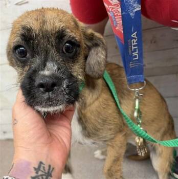 SHILOH -  Terrier and Mixed Breed Dog for Adoption in San Bernardino, California - SHILOH | PetCurious