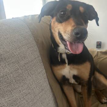 Rescue Labrador Retriever and Shepherd Dogs for Adoption in Brookeville, Maryland - Brownie | PetCurious