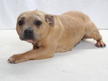 SOPHIA -  Pit Bull Terrier Dog for Adoption in Burbank, California - SOPHIA | PetCurious