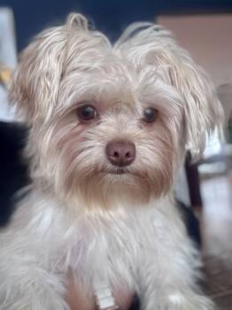Maltese and Yorkshire Terrier Dogs Available for Adoption - Pumpkin | PetCurious
