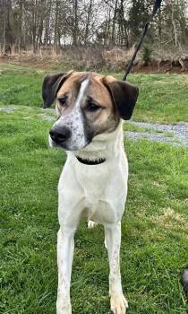 Shepherd and Mixed Breed Dogs Available for Adoption - Siesta | PetCurious