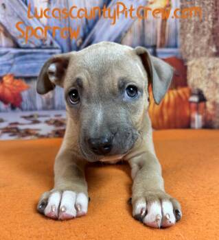 Sparrow -  American Staffordshire Terrier and Pit Bull Terrier Dog for Adoption in Toledo, Ohio - Sparrow | PetCurious