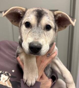 Siberian Husky and Mixed Breed Dogs Available for Adoption in Littleton, Colorado - Rosemary | PetCurious