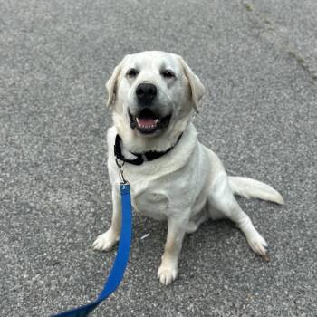 Tucker -  Labrador Retriever and None Dog for Adoption in Bedford, New Hampshire - Tucker | PetCurious