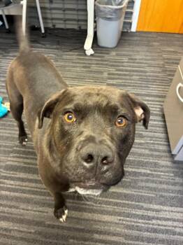 Pit Bull Terrier Dogs Available for Adoption - Theo | PetCurious