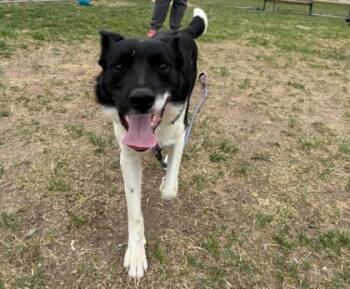 Border Collie and Australian Cattle Dog Blue Heeler Dogs Available for Adoption in Scottsbluff, Nebraska - Zeke | PetCurious