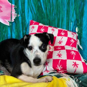 Melanie -  Chihuahua Dog for Adoption in Fresno, California - Melanie | PetCurious