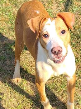 Pit Bull Terrier and Boxer Dogs Available for Adoption in Swainsboro, Georgia - Bella | PetCurious