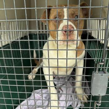 Mixed Breed Dogs Available for Adoption in Huntington, West Virginia - Hulk Hogan | PetCurious