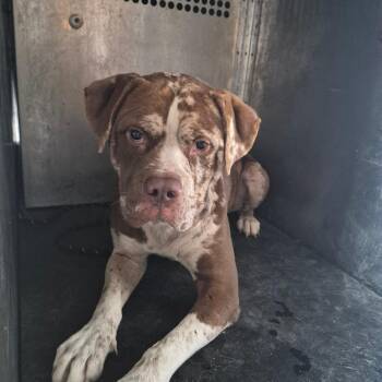 Scarface -  Pit Bull Terrier Dog for Adoption in Birmingham, Alabama - Scarface | PetCurious