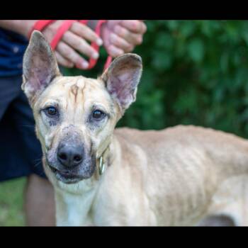 Bone Thugs -  Mixed Breed Dog for Adoption in Lake Jackson, Texas - Bone Thugs | PetCurious