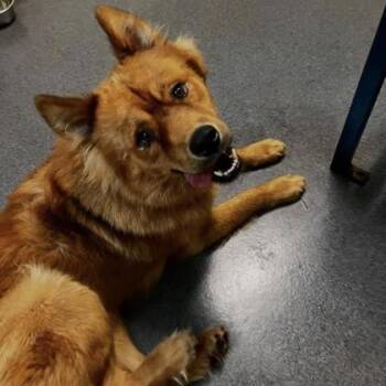 Yam -  Chow Chow and Mixed Breed Dog for Adoption in Richmond, Virginia - Yam | PetCurious