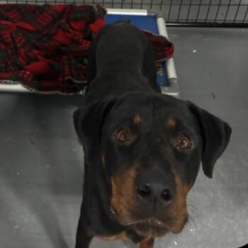 Watson Gal -  Rottweiler Dog for Adoption in St. Louis, Missouri - Watson Gal | PetCurious