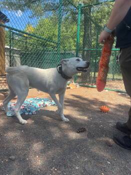 Casper -  Siberian Husky Dog for Adoption in Edison, New Jersey - Casper | PetCurious