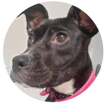 Pit Bull Terrier and Chihuahua Dogs Available for Adoption in Palm Valley, Texas - Lola | PetCurious