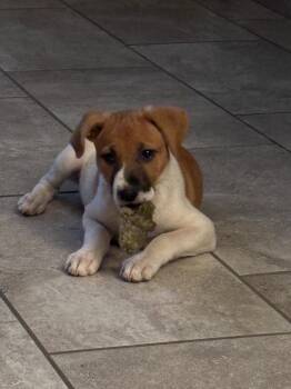 Jack Russell Terrier and Cattle Dog Dogs Available for Adoption - Muneca | PetCurious