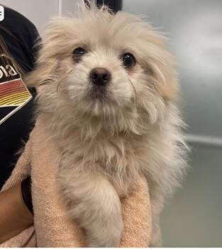 Pomeranian Dogs Available for Adoption in Copiague, New York - Skye  | PetCurious