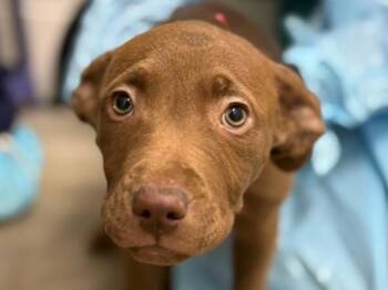 Labrador Retriever and Pit Bull Terrier Dogs Available for Adoption in Portland, Oregon - Sophia | PetCurious