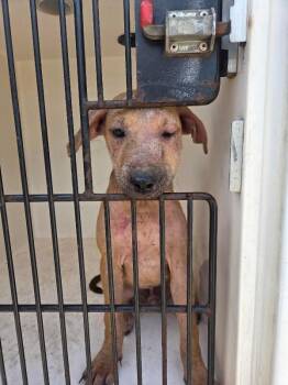 Yuri -  Mixed Breed Dog for Adoption in Mobile, Alabama - Yuri | PetCurious