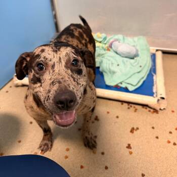 Shuri -  Pit Bull Terrier and Mixed Breed Dog for Adoption in Lynchburg, Virginia - Shuri | PetCurious
