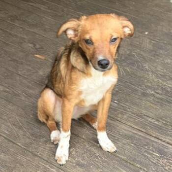 Chihuahua Dogs Available for Adoption in Liverpool, Texas - Sky | PetCurious