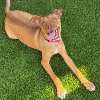 Boston Terrier and Mixed Breed Dogs Available for Adoption in Los Angeles, California - Scout A2258859 | PetCurious