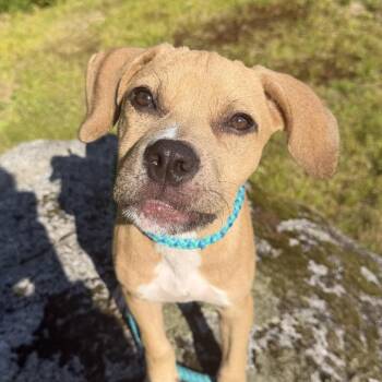 Tank -  Mixed Breed Dog for Adoption in Auburn, New Hampshire - Tank | PetCurious