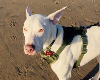 Benny -  Labrador Retriever and Pit Bull Terrier Dog for Adoption in Midway City, California - Benny | PetCurious
