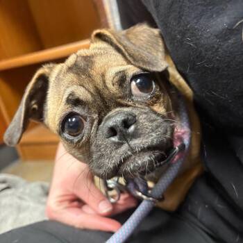 Pug and Chihuahua Dogs Available for Adoption in Yuma, Arizona - Raindrop | PetCurious
