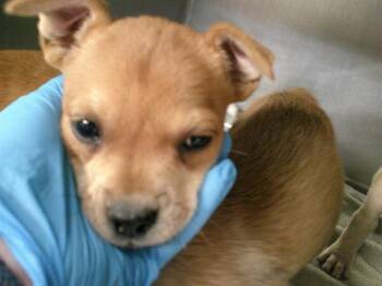 German Shepherd Dog and Mixed Breed Dogs Available for Adoption in Oklahoma City, Oklahoma - A474474 | PetCurious