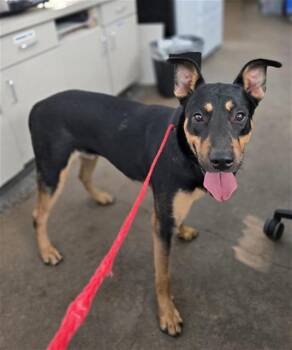 HUDSON -  Mixed Breed Dog for Adoption in Dallas, Texas - HUDSON | PetCurious