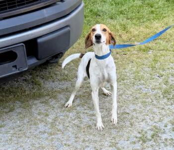 American Foxhound Dogs Available for Adoption in Elizabethtown, North Carolina - Peggy | PetCurious