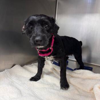 Missandei -  Mixed Breed Dog for Adoption in Mentor, Ohio - Missandei | PetCurious