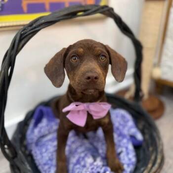 Pit Bull Terrier and Hound Dogs Available for Adoption in Friendswood, Texas - Plumeria Rose | PetCurious