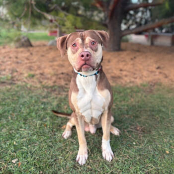 Rescue Pit Bull Terrier and Mixed Breed Dogs for Adoption in Fargo, North Dakota - Yates | PetCurious