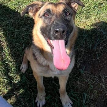 Oakley -  German Shepherd Dog Dog for Adoption in Harrodsburg, Kentucky - Oakley | PetCurious