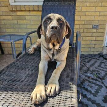 Liberty -  Mastiff and Mixed Breed Dog for Adoption in Edmond, Oklahoma - Liberty | PetCurious