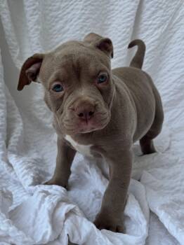 Resie -  American Staffordshire Terrier Dog for Adoption in Grafton, Massachusetts - Resie | PetCurious