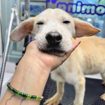 Vini -  Mixed Breed Dog for Adoption in Oakland, California - Vini | PetCurious
