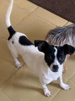 Rescue Chihuahua Dogs for Adoption in Georgetown, Kentucky - SNOOPY | PetCurious