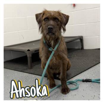 Ahsoka -  Terrier Dog for Adoption in Pierceton, Indiana - Ahsoka | PetCurious