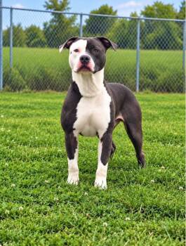 Slate -  Pit Bull Terrier Dog for Adoption in Winchester, Indiana - Slate | PetCurious