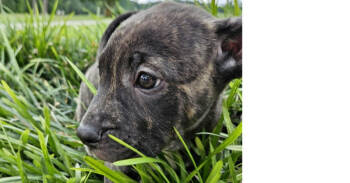 Rescue Labrador Retriever and American Bulldog Dogs for Adoption in Youngsville, North Carolina - Hercules | PetCurious