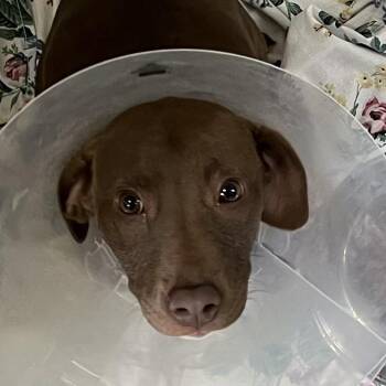 Pit Bull Terrier Dogs Available for Adoption in Baltimore, Maryland - Geena | PetCurious